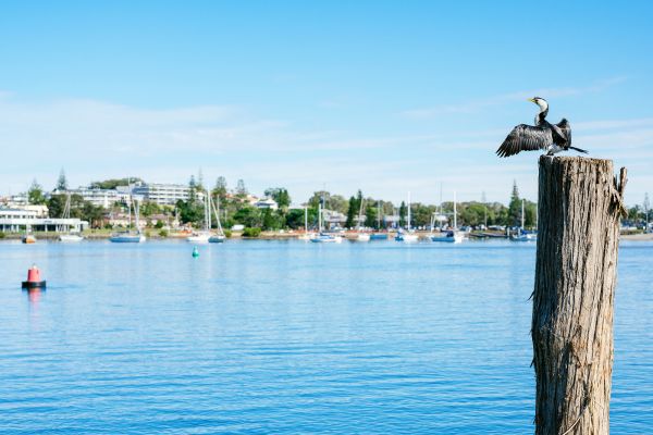 A clear blue river. In the foreground on a pillar of wood a black and white bird spreads its wings. There are boats moored and some white buildings in the background.