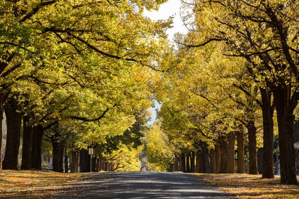 A single lane asphalt round slopes towards the back of the photo. Tall trees frame the road on either side with light green leaves